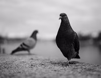 A Matter of Perspective Two pigeons inhabit the same space, yet seem to exist in different worlds. One stands sharply defined, commanding attention with an almost deliberate sense of...