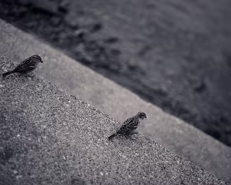 A Shared Solitude Two small birds, separated by distance yet united in direction, rest along the hard edges of an urban landscape. The diagonal lines of concrete impose their own...